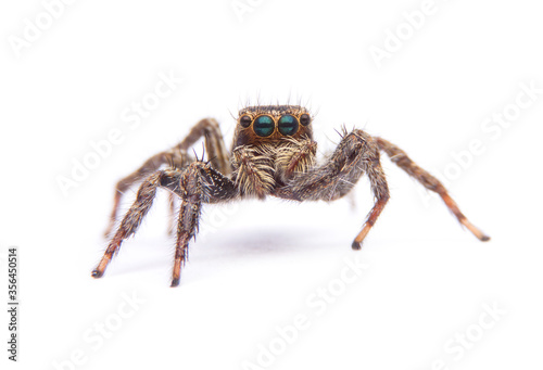 Small jumping spider isolated on white background.