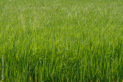 Green rice field and land in countryside at thailand