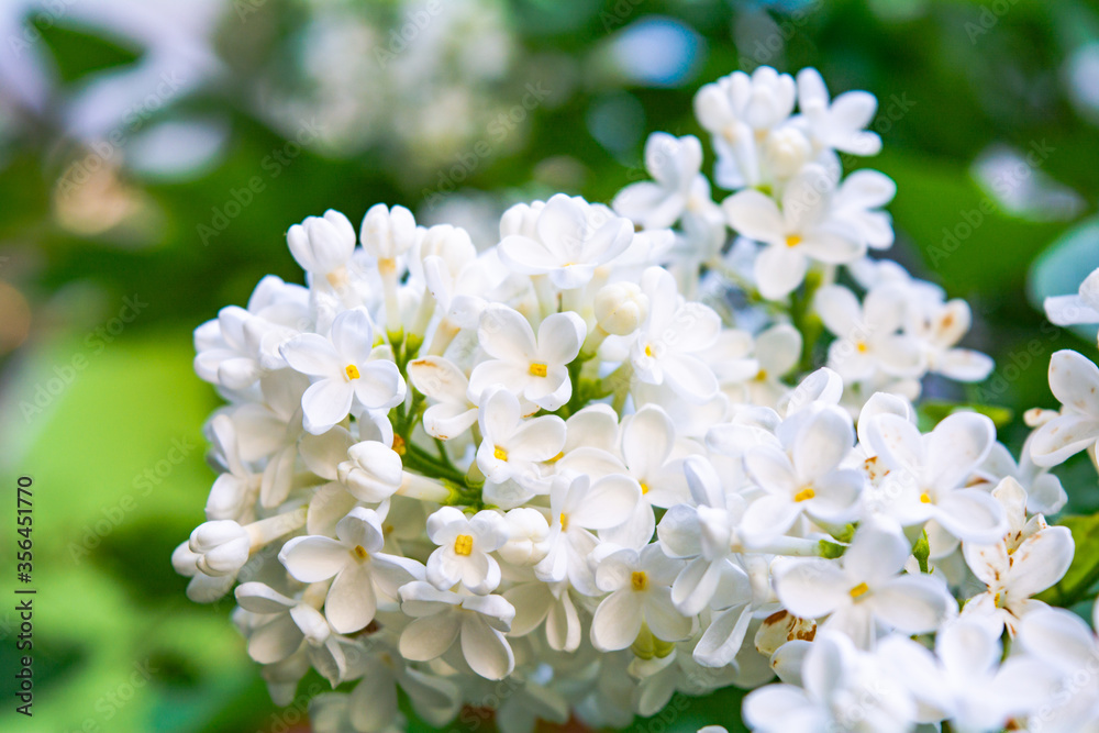 White Lilac shrub flower blooming in spring garden. Lilac Syringa vulgaris bush