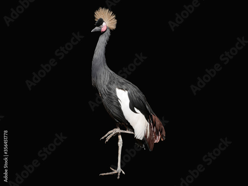 Crowned Crane is standing on one pogue on a black background.