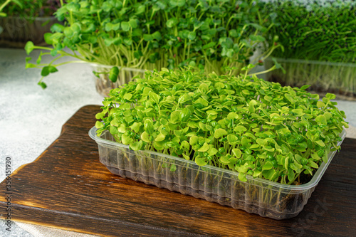 Micro green sprouts on wooden board, view from above