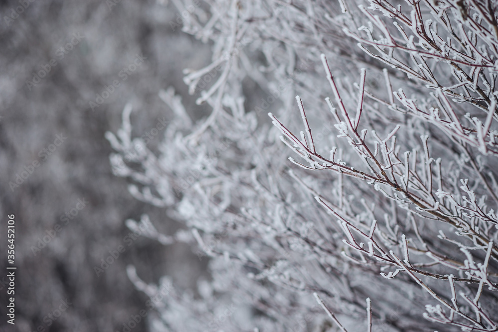 Fototapeta premium trees in hoarfrost medium and close-up for the background