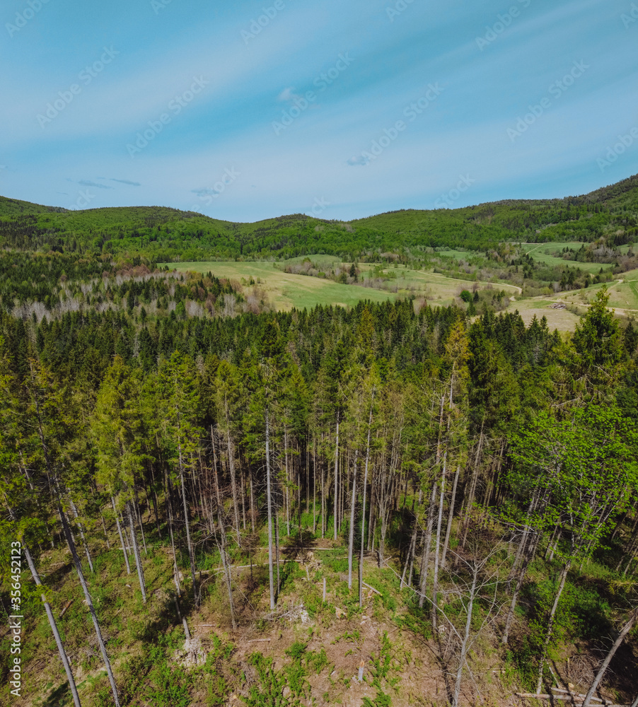 Aerial view to the forest in the mountains with some trees choopped down at the foreground and beautiful mountains at the background. 
