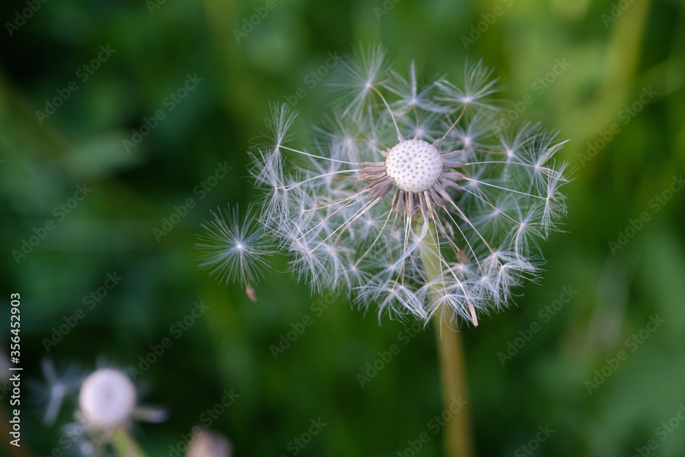 Obraz premium Closeup dandelion, place for an inscription, side view