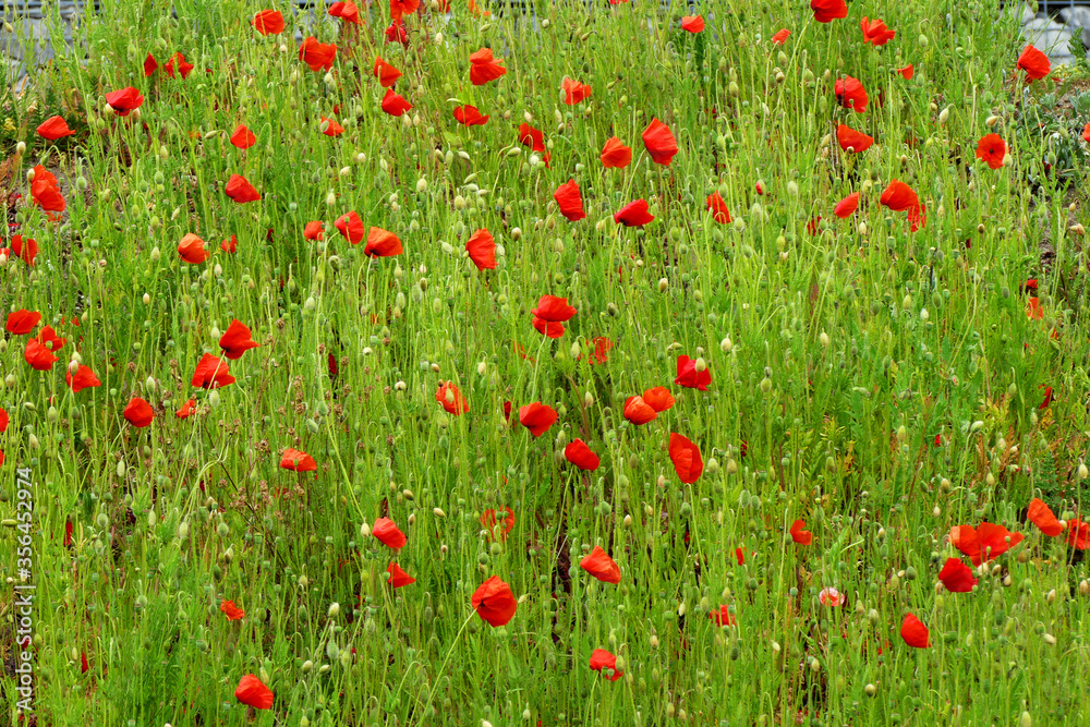 Red poppies in a green field
