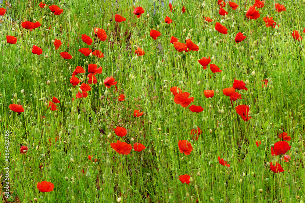 Red poppies in a green field
