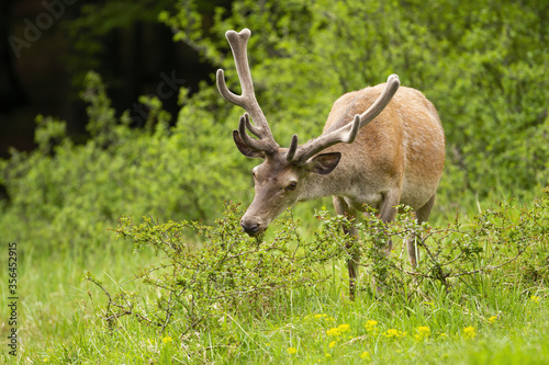 Calm red deer  cervus elaphus  stag stretching neck and feeding on a glade with green grass. Peaceful scenery with animal wildlife eating in nature from front view.