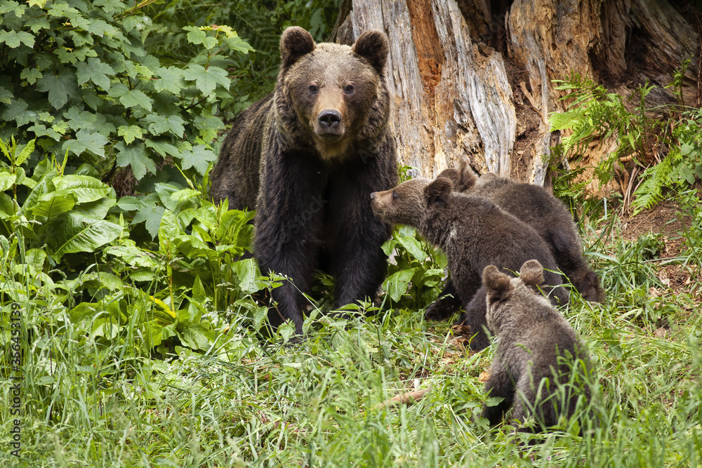 Family of brown bear, ursus arctos, with three young cubs in summer forest with old tree trunk behind. Harmonious scenery of adult animals and her little youngsters standing close together.