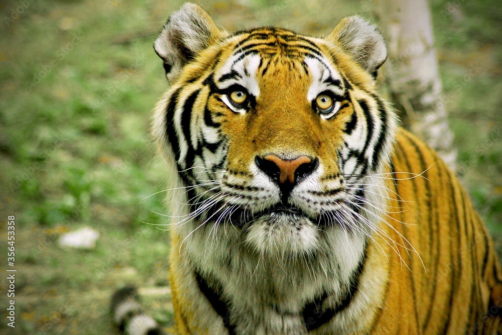 Fototapeta premium Tigre Large