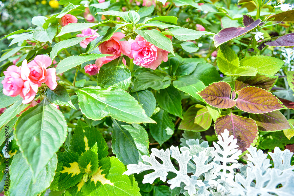 Variety of garden ornamental and flowering plants in flowerbed in summer garden Variety of garden ornamental and flowering plants in flowerbed in summer garden