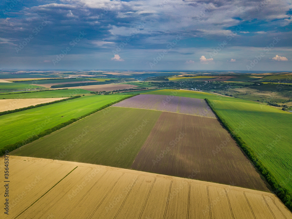 Green fields aerial view before harvest at summer