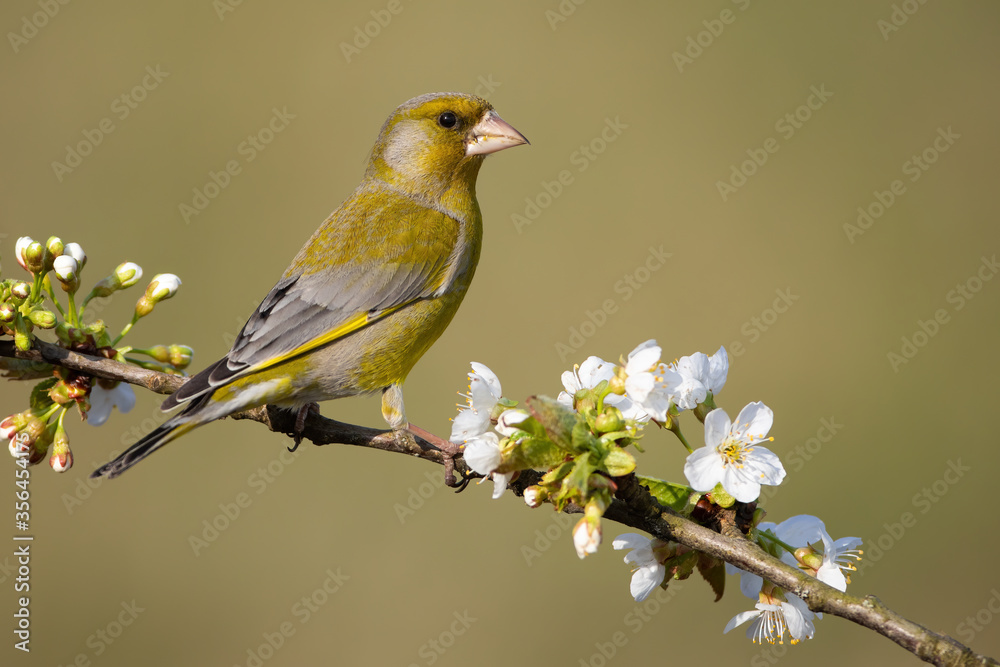 Attentive european greenfinch, chloris chloris, male on a perch with blossoming white flowers in spring. Garden bird on a tree from side view. Animal wildlife in nature.
