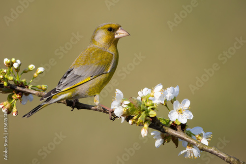 Foto Attentive european greenfinch, chloris chloris, male on a perch with blossoming white flowers in spring