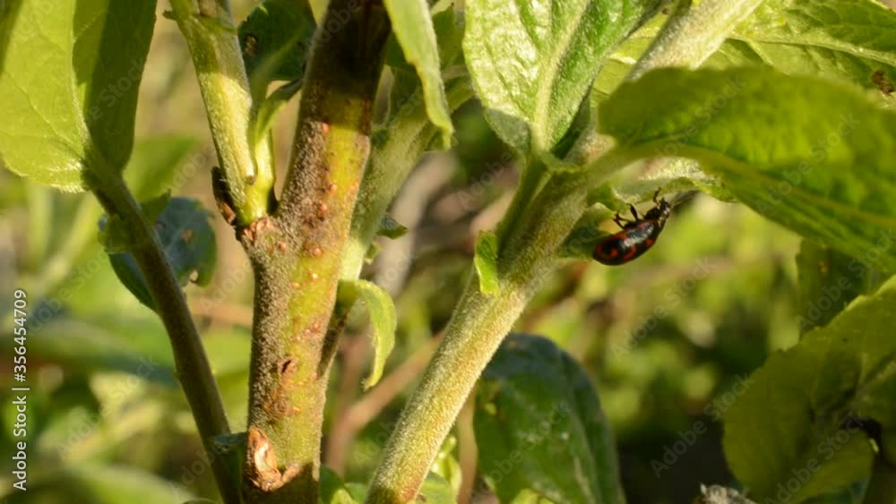 Glischrochilus quadripunctata beetle on green leaf macro video Glischrochilus quadripunctata beetle on green leaf macro video