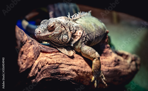 Close up picture of an exotic green iguana lying on a tree branch