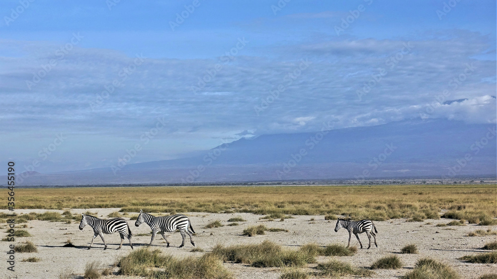 Wild animals in Amboseli Park, Kenya. Two adult zebras and a baby are running along the savannah. Around the dried yellow grass. Background is the foot of Mount Kilimanjaro, hidden behind the clouds.