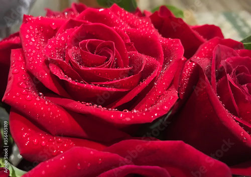 Fototapeta Naklejka Na Ścianę i Meble -  Close up photo of red rose with water drops