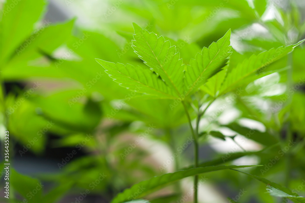 cannabis leaves, blurry background cannabis leaves, blurry background