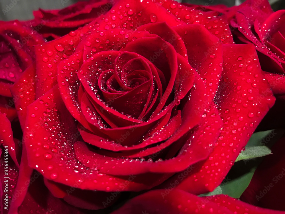 Close up photo of red rose with water drops