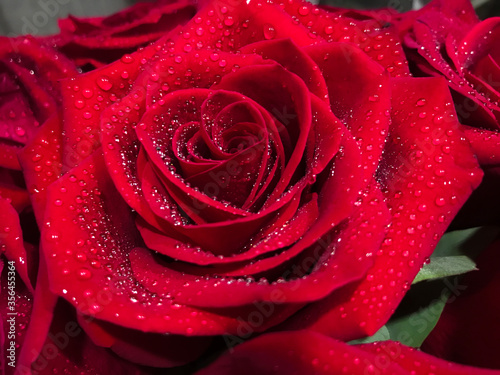 Close up photo of red rose with water drops