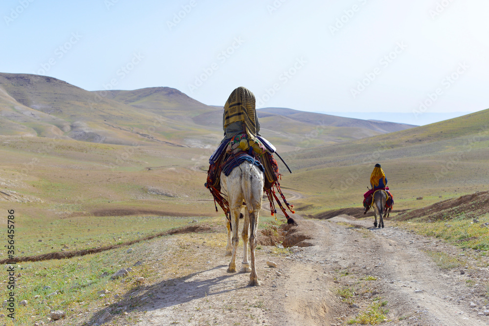 arabian men riding camel and donkey in the israeli desert
