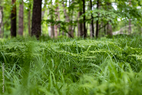 green grass in the forest