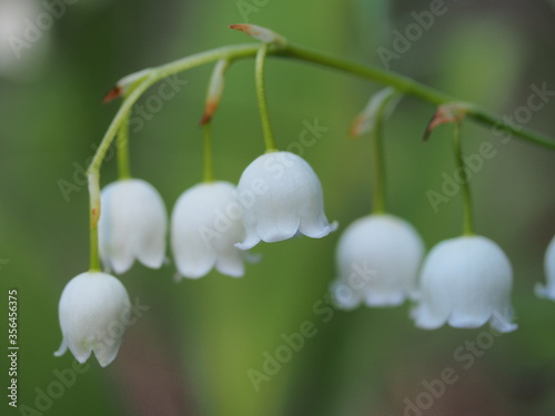 Small white flowers of the Lily of the valley. Spring forest flowers.