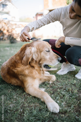 Human hand brushing retriever dog with comb. Cropped woman combing brown dog which is having a ball in mouth. photo