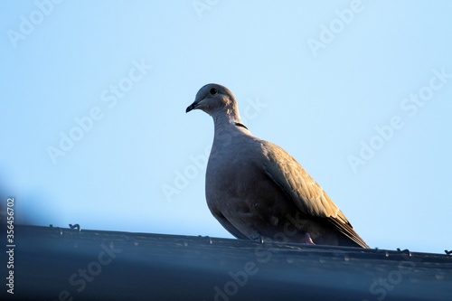 A close up portrait of a pidgeon sitting on a roof with the sun shining on one of its wings. The bird is looking around and ready to fly as soon as something approaches. photo