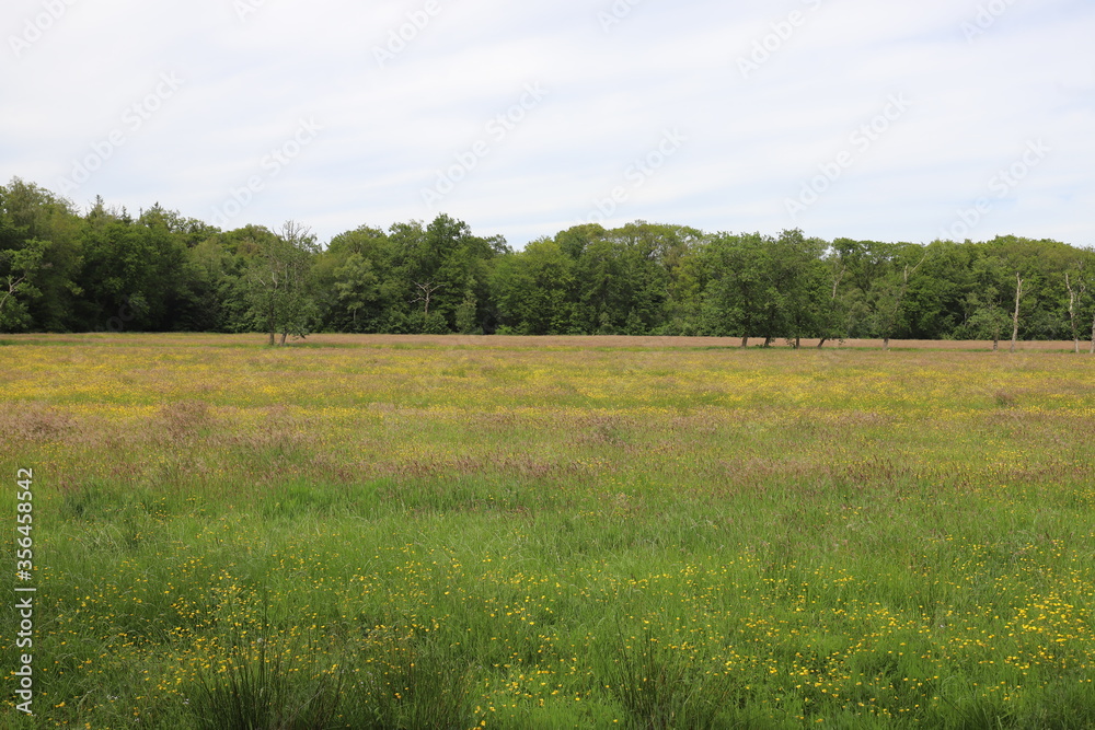 Fototapeta premium Beautiful blue with white clouds sky over a field of wild flowers like buttercups. At the edge of the field is a forest edge.