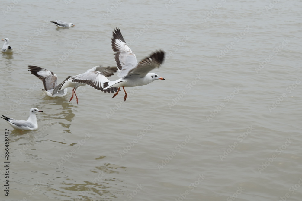 seagull birds flying at gangasagar