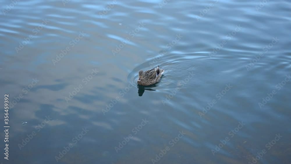 female mallard duck swimming in cold sea water female mallard duck swimming in cold sea water