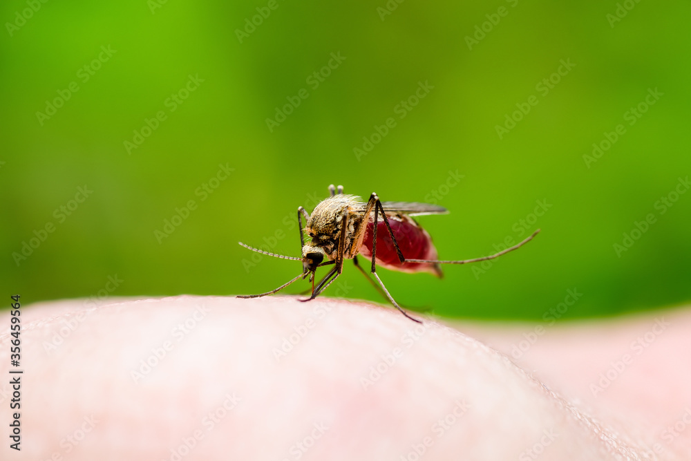 Dangerous Malaria Infected Culex Mosquito Bite, Leishmaniasis, Encephalitis, Yellow Fever, Dengue, Mayaro Disease, Zika, EEEV or EEE Virus Infectious Parasite Insect on Green Background