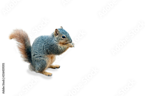 Fox Squirrel Isolated on White Background