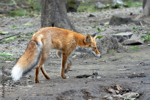 Red fox (Vulpes vulpes). Primorsky Krai (Primorye), Far East, Russia. © Kirill