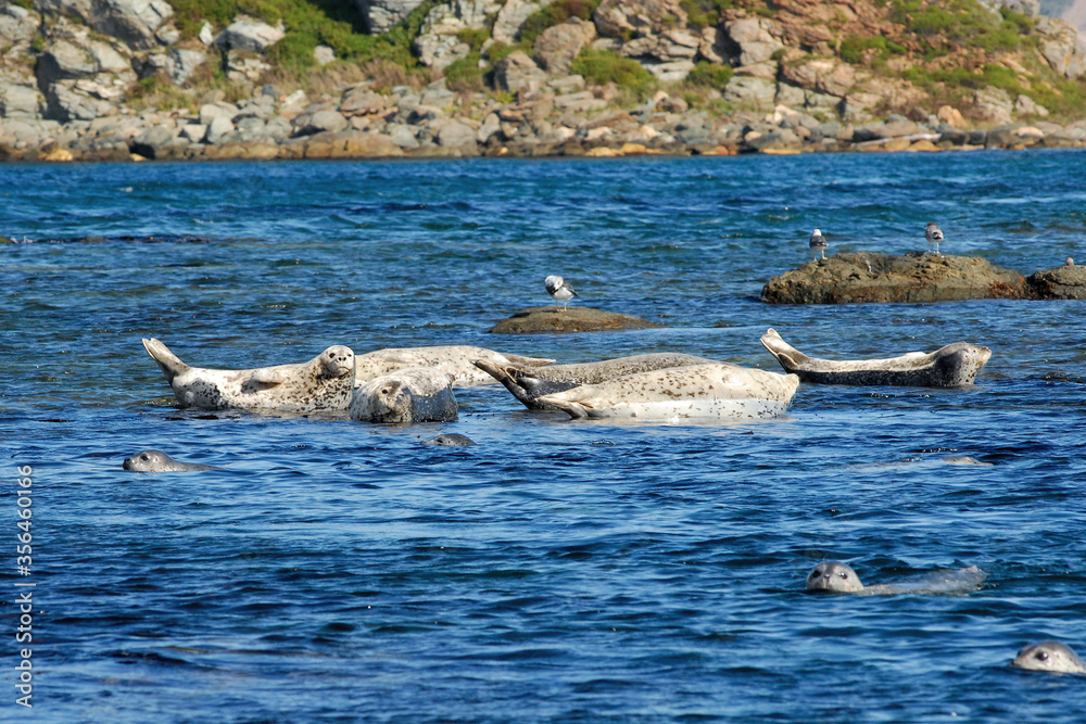 Fototapeta premium Spotted seal (Phoca largha), also known as the larga seal or largha seal. Peter the Great Gulf, Sea of Japan, Primorsky Krai (Primorye), Far East, Russia.