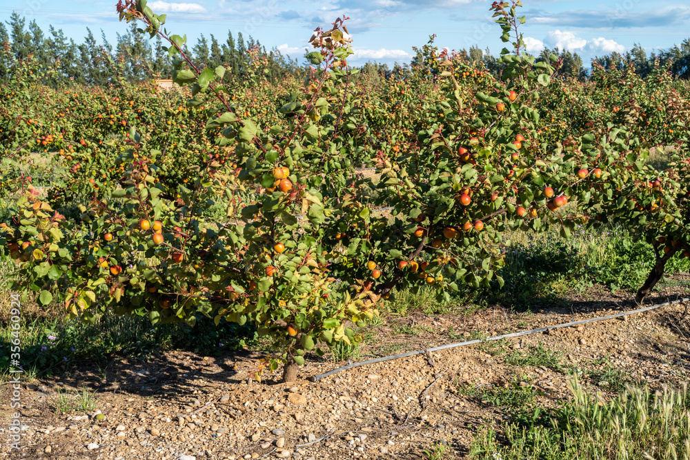 Apricot field