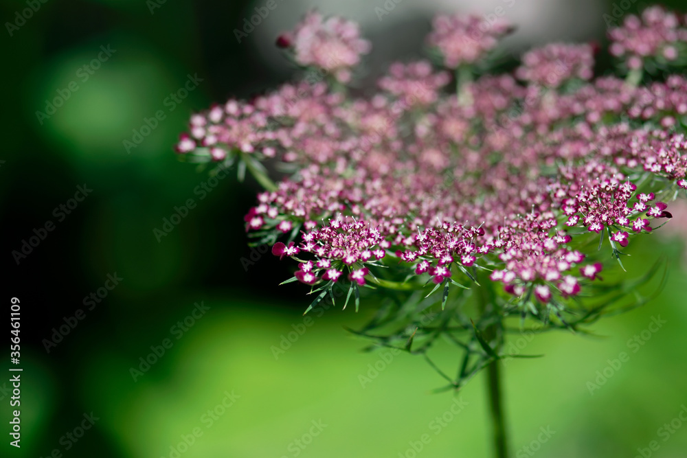 Obraz premium Dark Pink Queen Ann's Lace Closeup