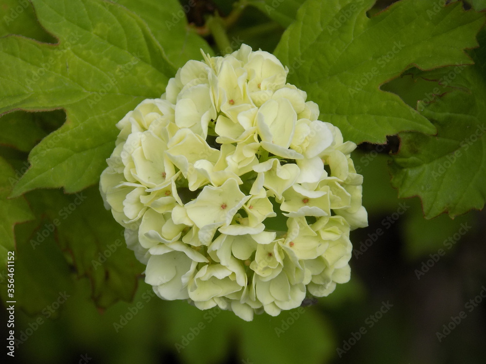 Spring. Blooms viburnum buldenezh. Snow-white beautiful balls-inflorescences. Spring. Blooms viburnum buldenezh. Snow-white beautiful balls-inflorescences.