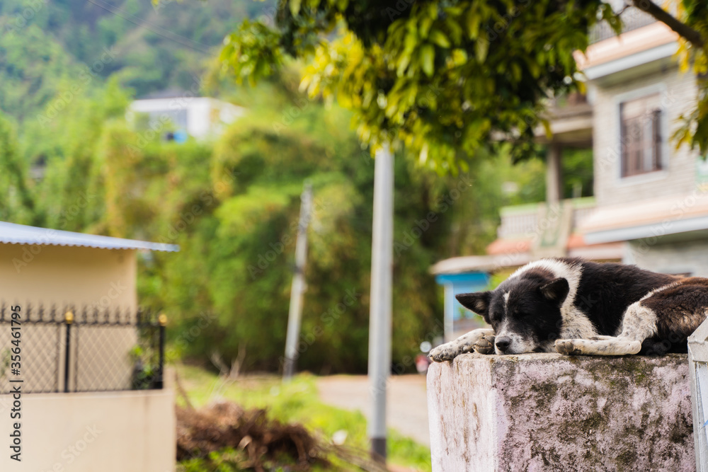 Domestic dog sleeping on the concrete fence on the street. Stock photo.