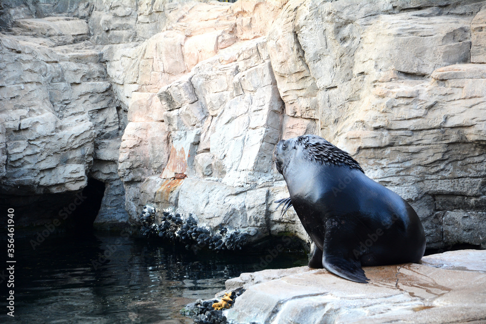 Fototapeta premium Sea lion on the rocks