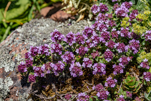 NATURAL HEALTH WEED OF MOUNTAINS, THYME