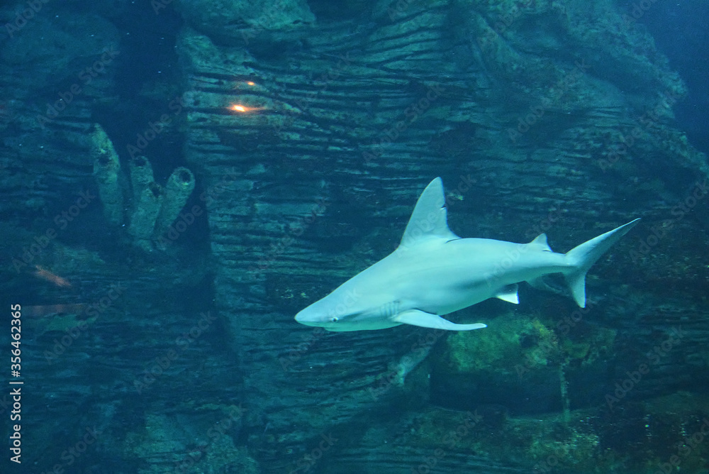 Obraz premium Great lone shark in the ocean great teeth,