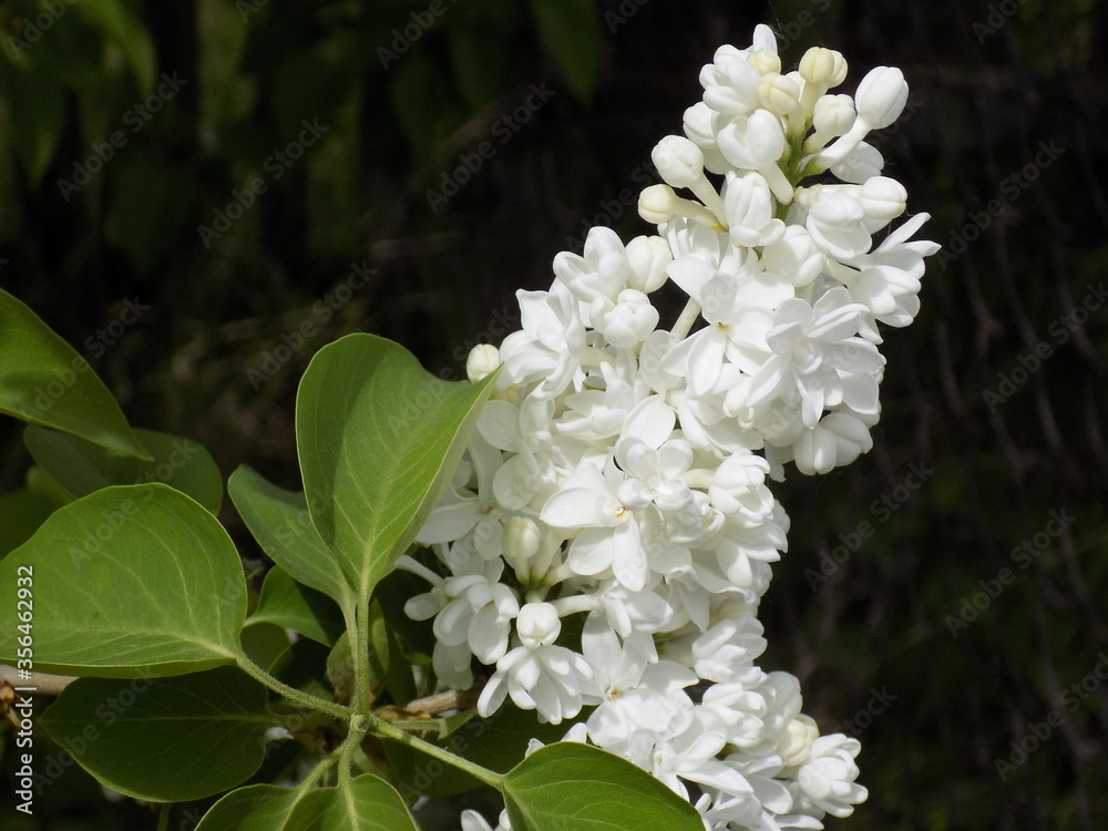 A sunny spring day. Lush inflorescences of white lilac. A sunny spring day. Lush inflorescences of white lilac.