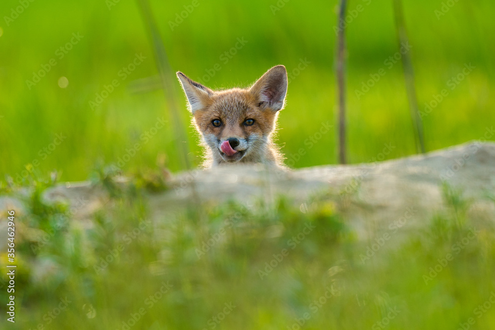 Naklejka premium fox cub pink tongue