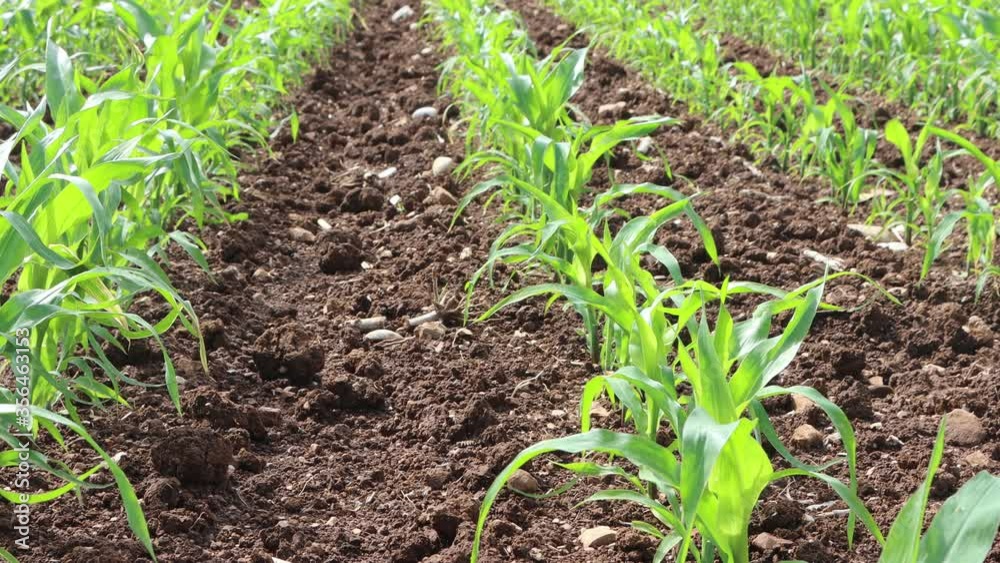 Small corn plants growing in the field on springtime. Agricultural lanscape on a sunny day Small corn plants growing in the field on springtime. Agricultural lanscape on a sunny day