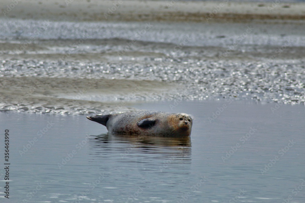 Fototapeta premium Sea lion on a beach in the Picardie bay - France. This animal take the sun close to the watter