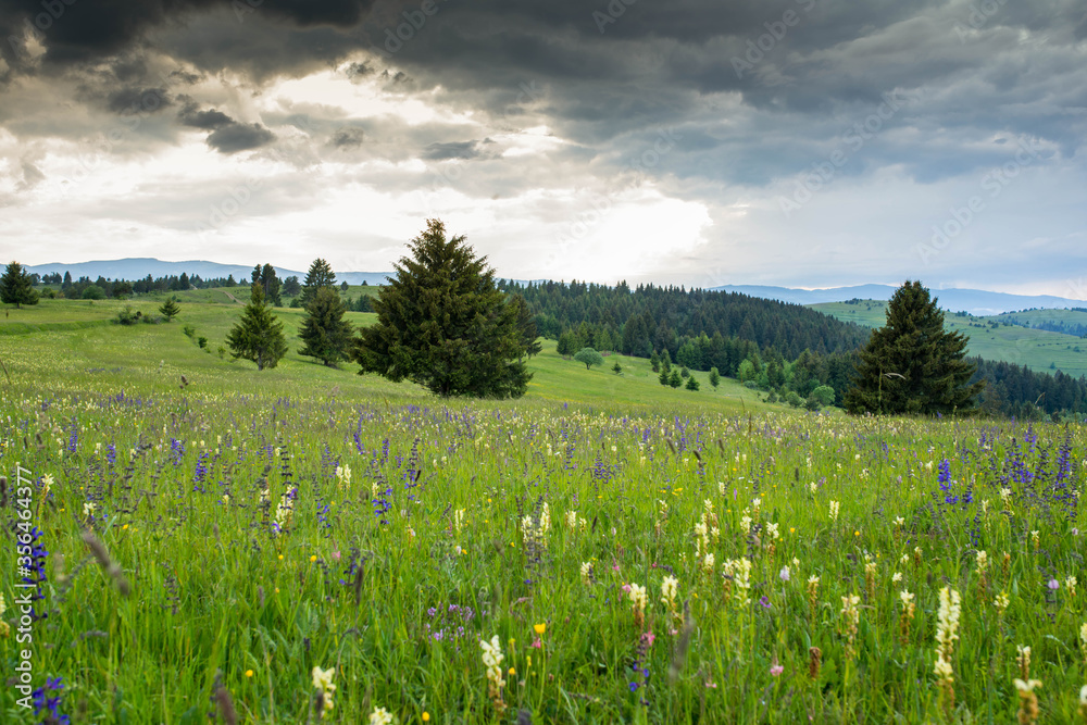 Beautiful view in the Carpathian mountains, green meadow with wild flowers near a pine forest at sunset.
