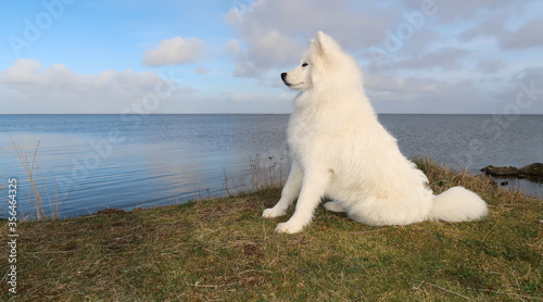 samoyed dog sitting on the coast