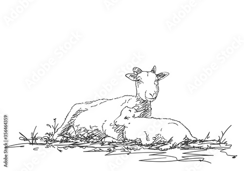 Mother goat and baby goat are resting together, vector sketch, Hand drawn illustration